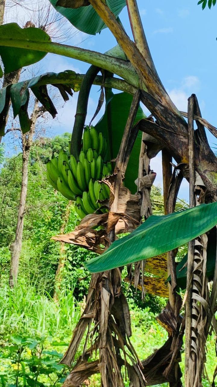 Sigiriya Chena Villa Zewnętrze zdjęcie