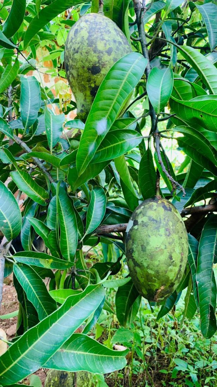 Sigiriya Chena Villa Zewnętrze zdjęcie