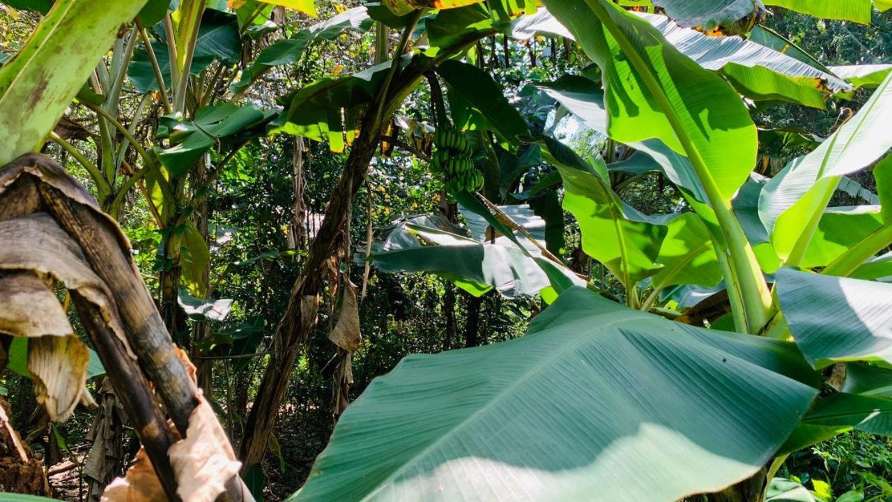 Sigiriya Chena Villa Zewnętrze zdjęcie
